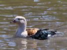 Orinoco Goose (WWT Slimbridge May 2013) - pic by Nigel Key